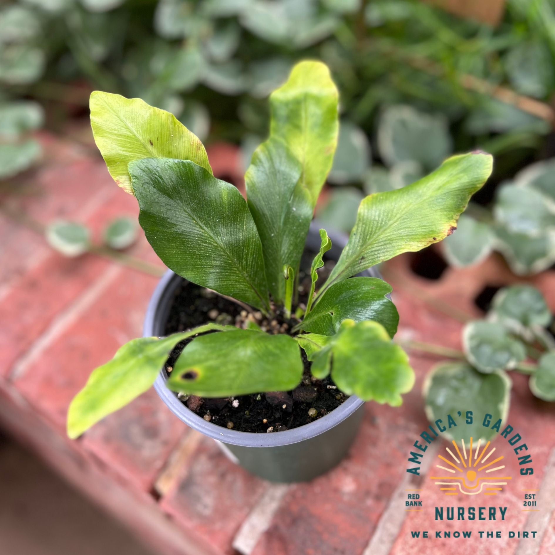 Houseplants Assorted