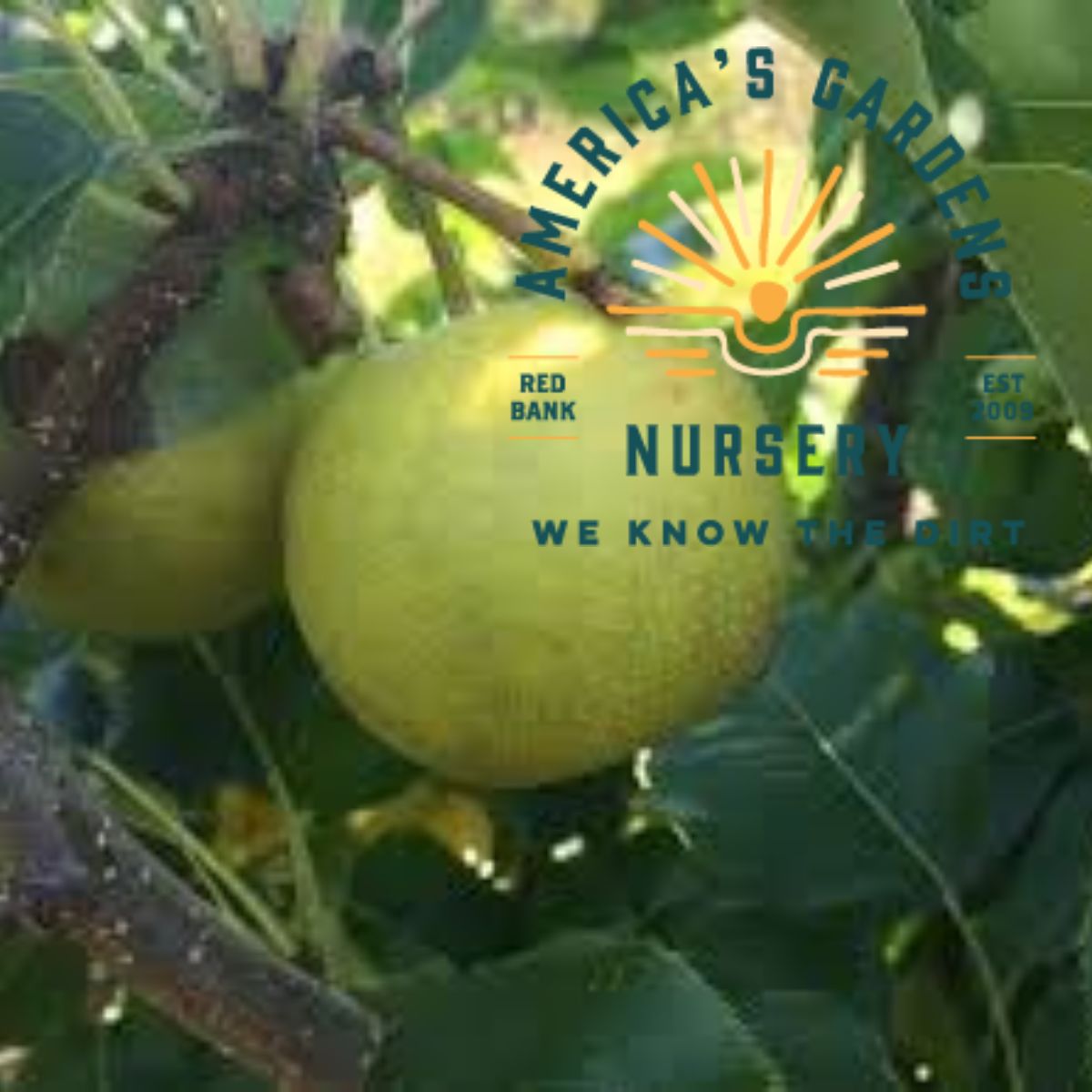 20th Century Asian Pear Tree - America's Gardens Nursery
