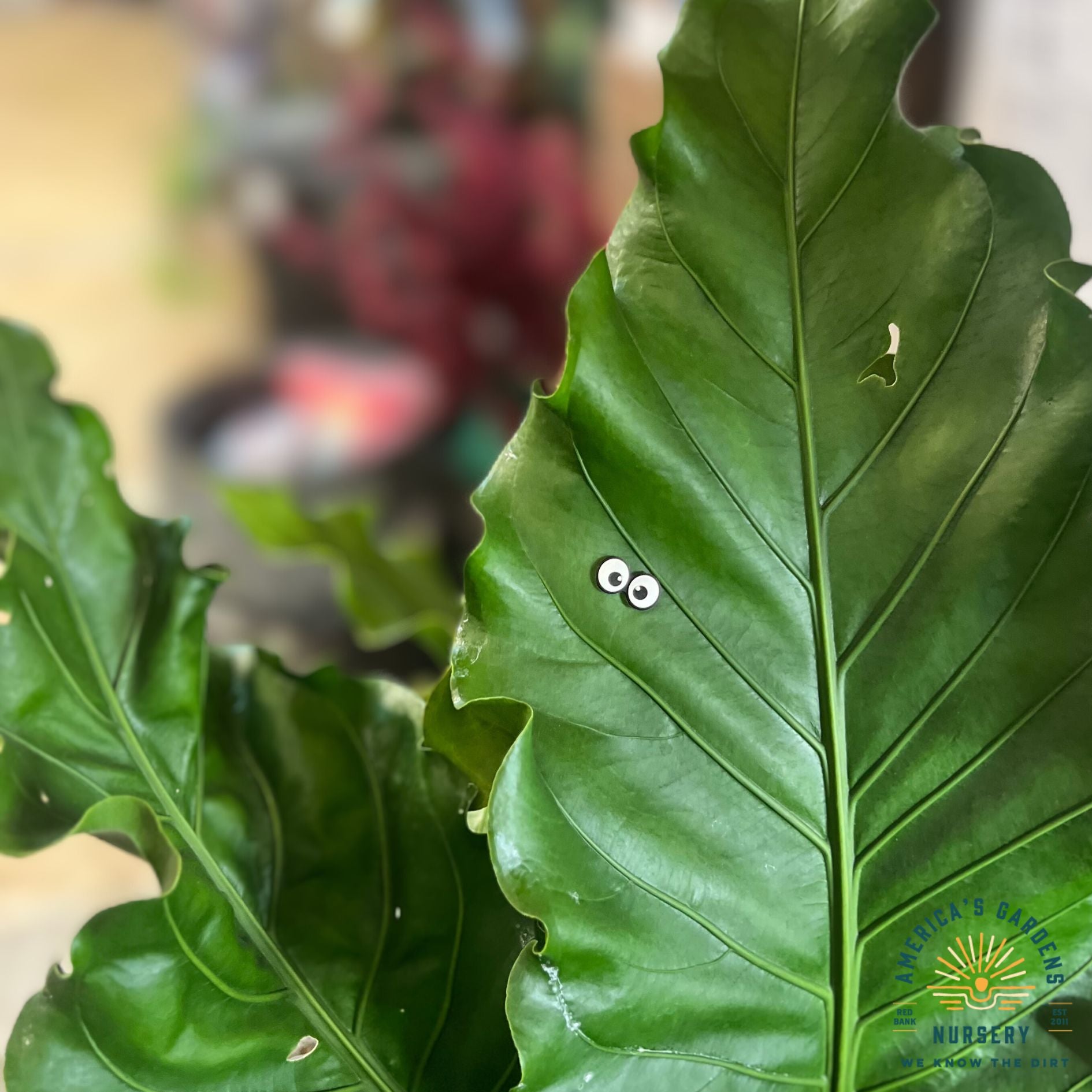 Plant Magnets