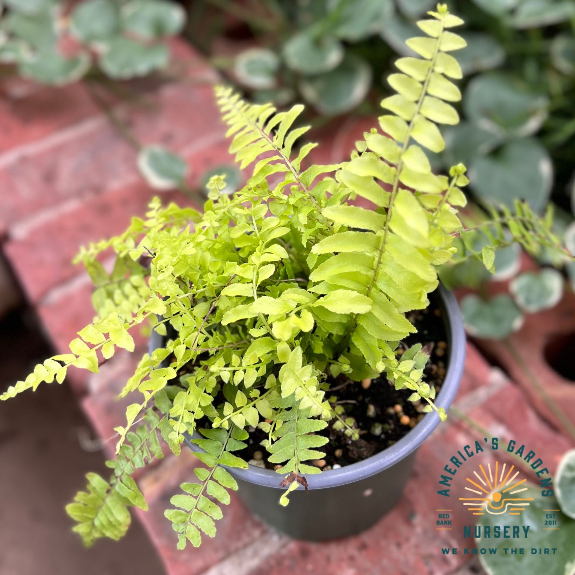 Houseplants Assorted