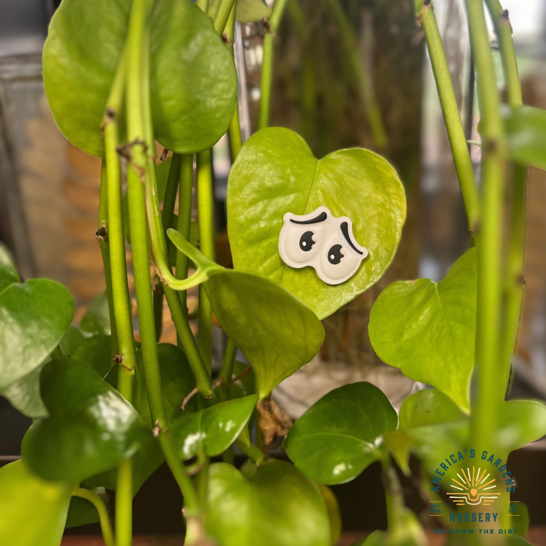 Plant Magnets