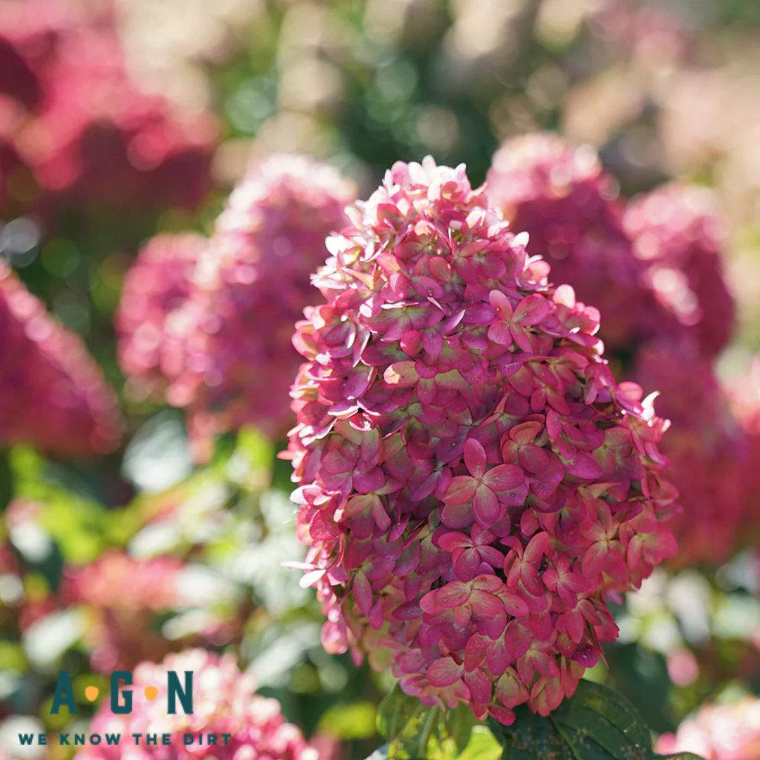 Limelight Prime Hydrangea