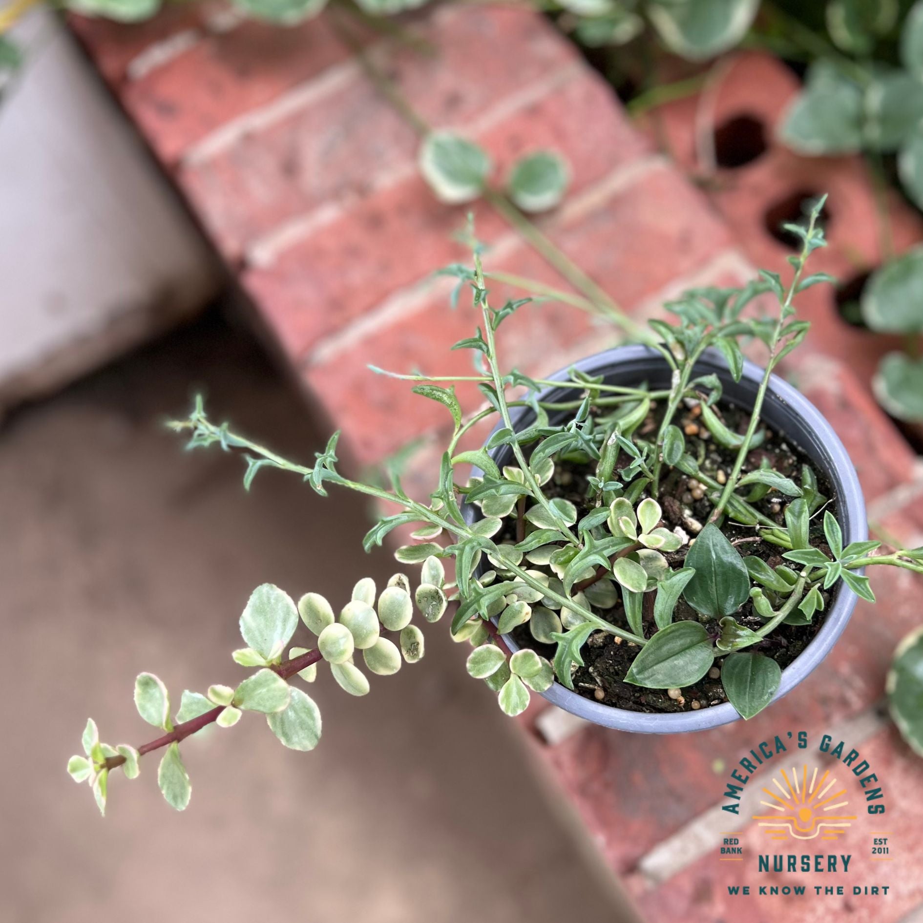 Houseplants Assorted