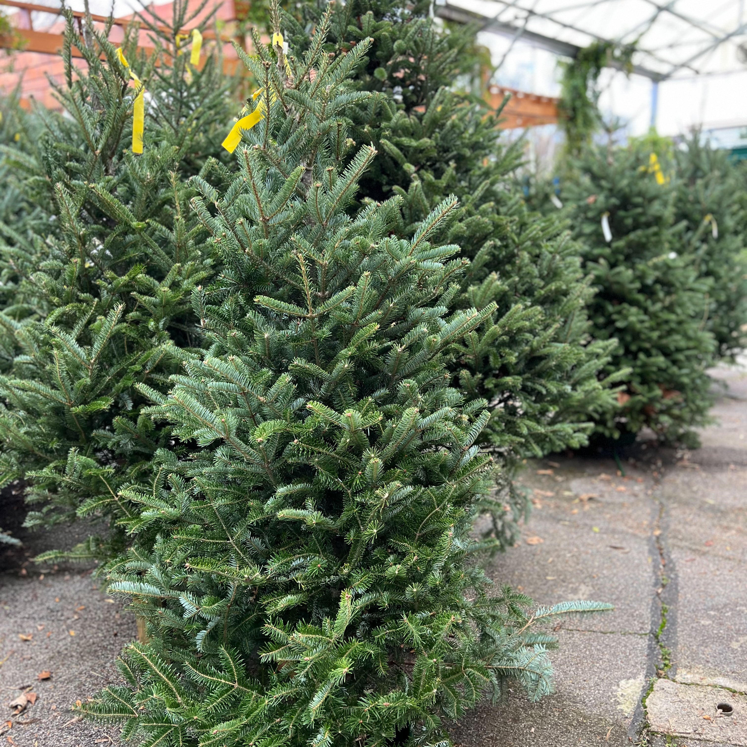 Christmas Trees