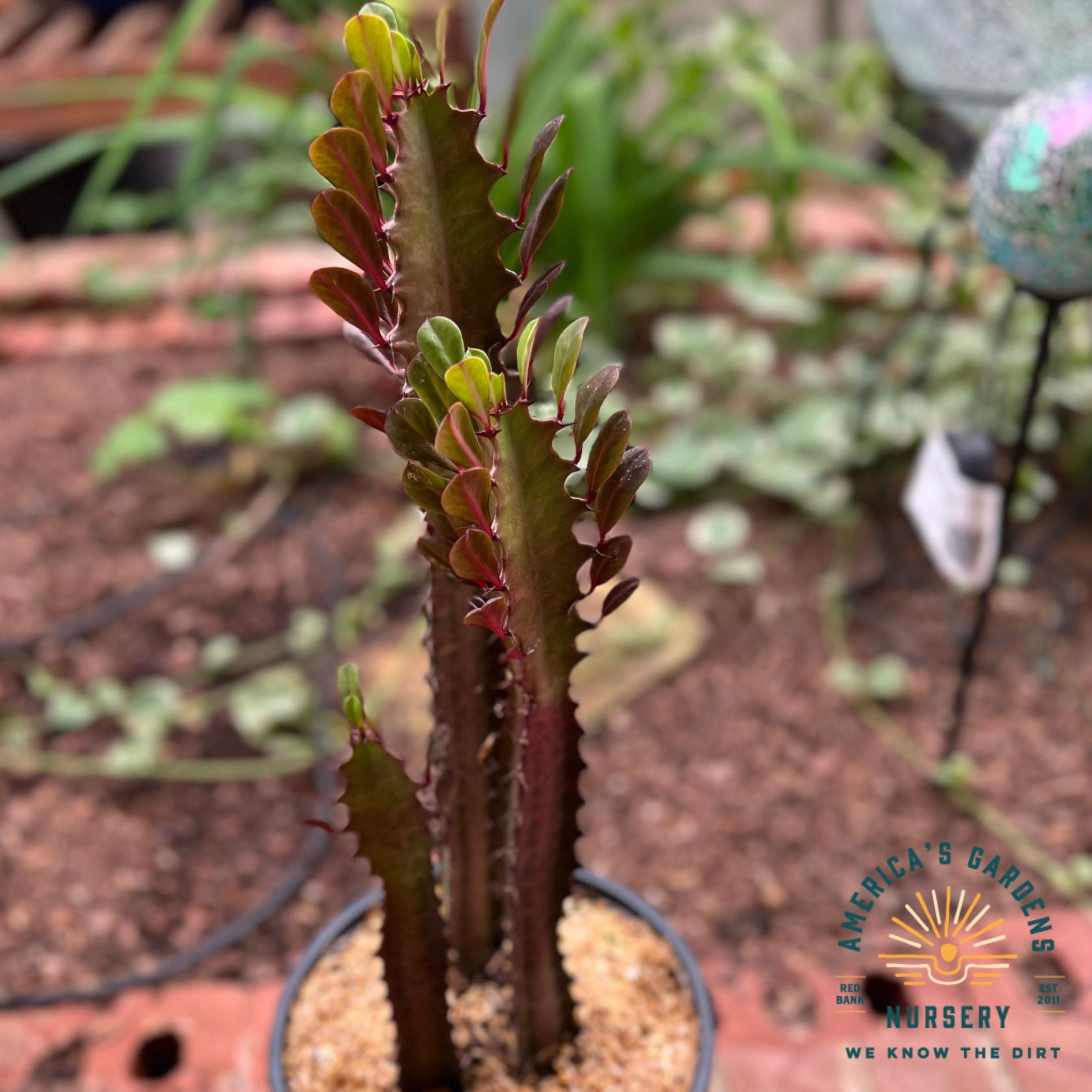 Houseplants Assorted