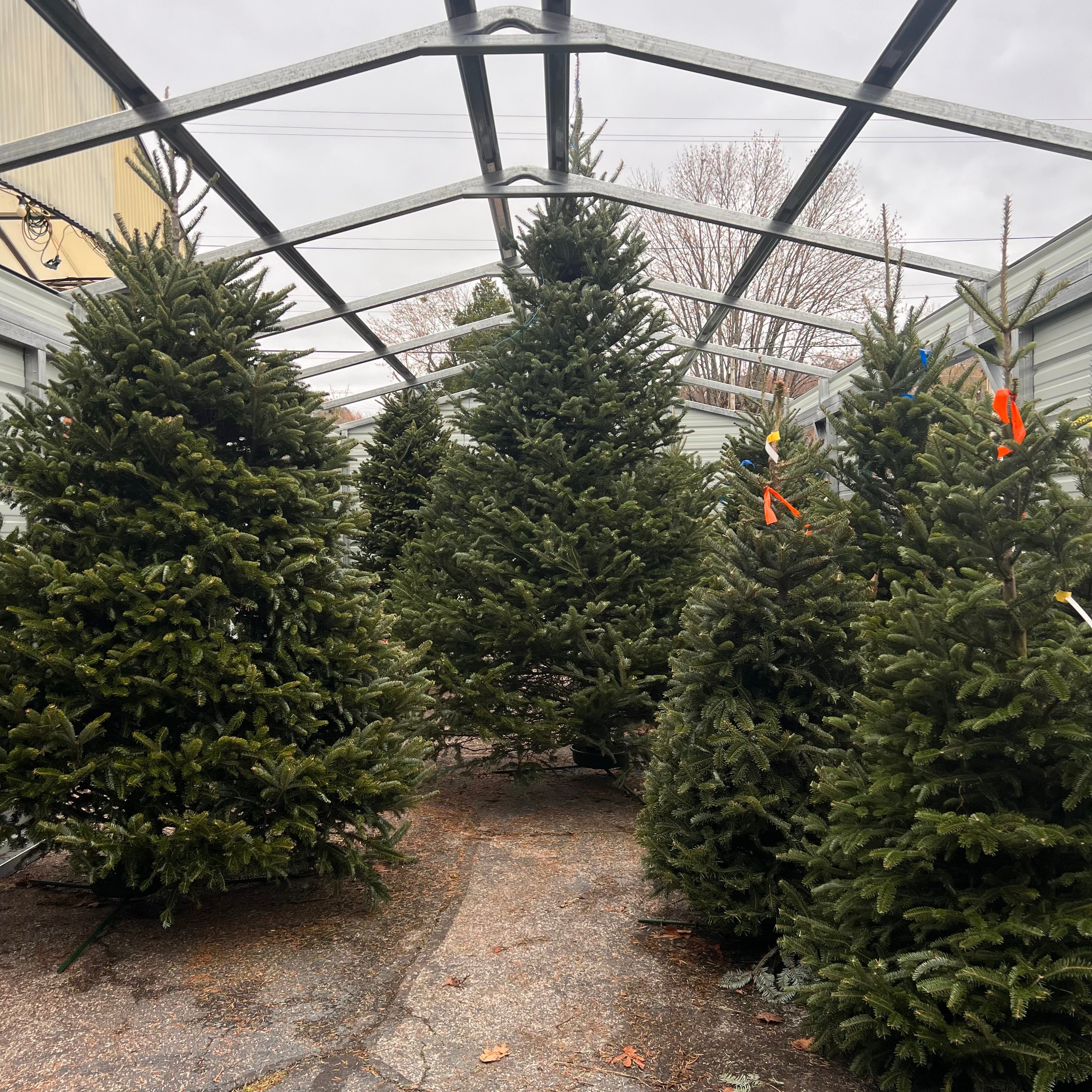 Christmas Trees