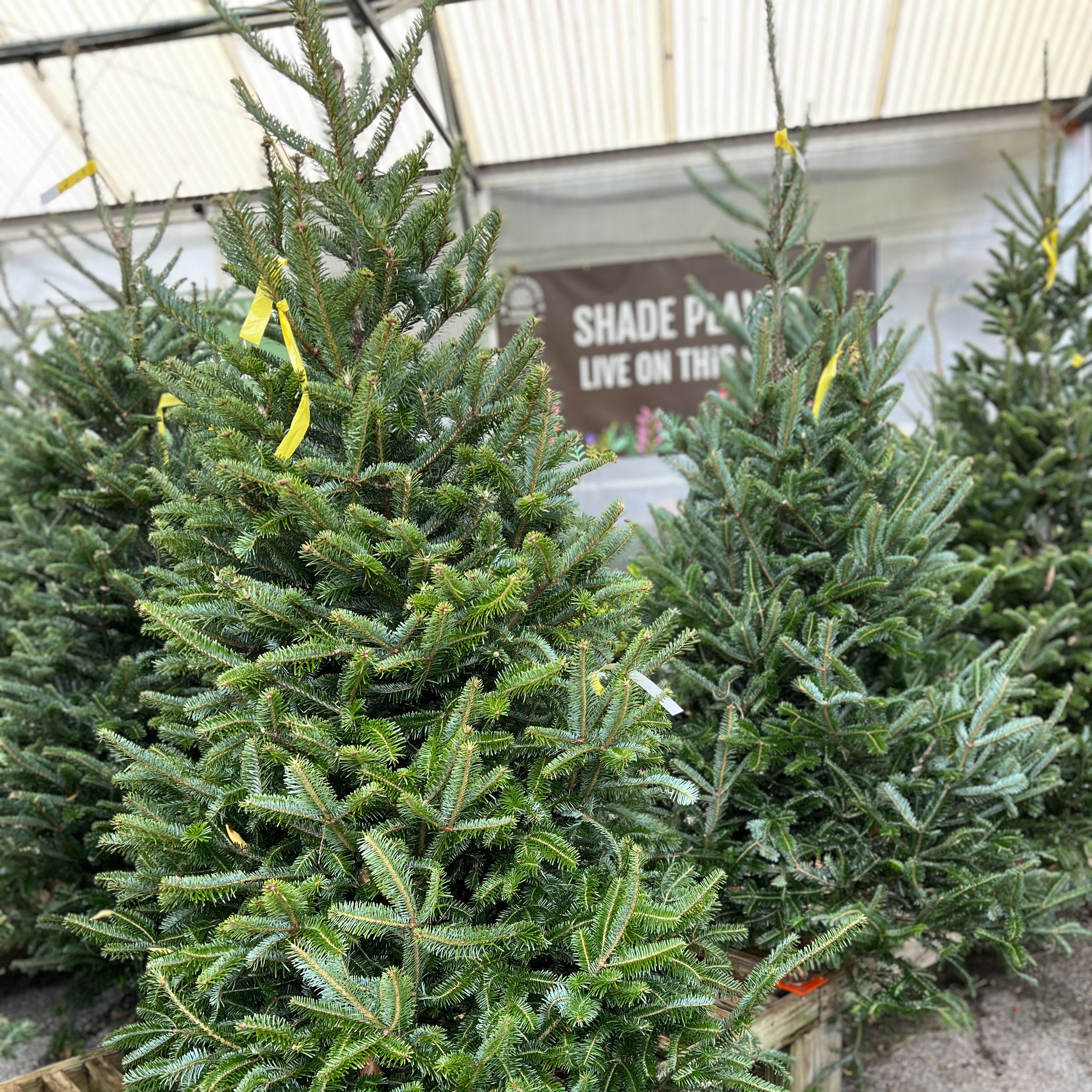 Christmas Trees