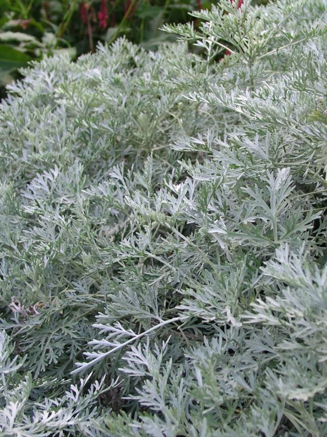 'Powis Castle' Artemisia (Wormwood)