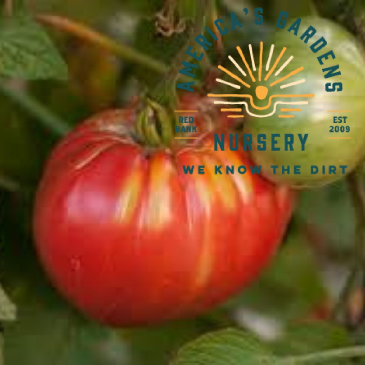 Abe Lincoln Tomato Plant