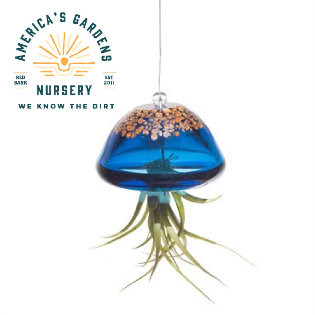 ApricotMint Air Plant Jellyfish