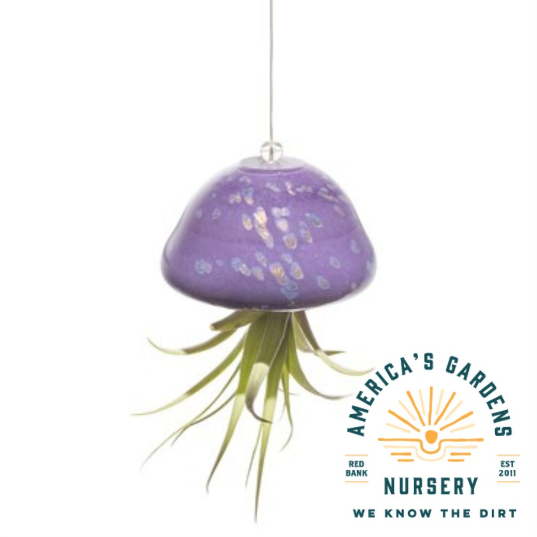 ApricotMint Air Plant Jellyfish