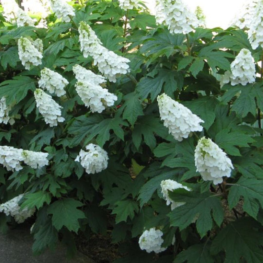Alice Oakleaf Hydrangea