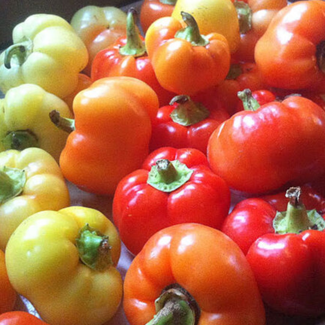 Alma Paprika Pepper Plant