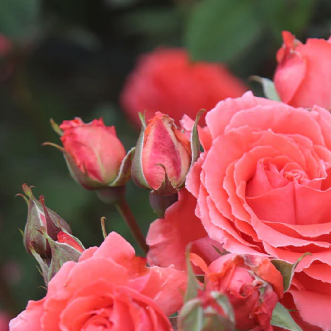 America Climbing Rose