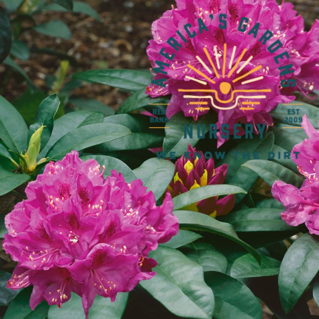 Anah Kruschke Rhododendron