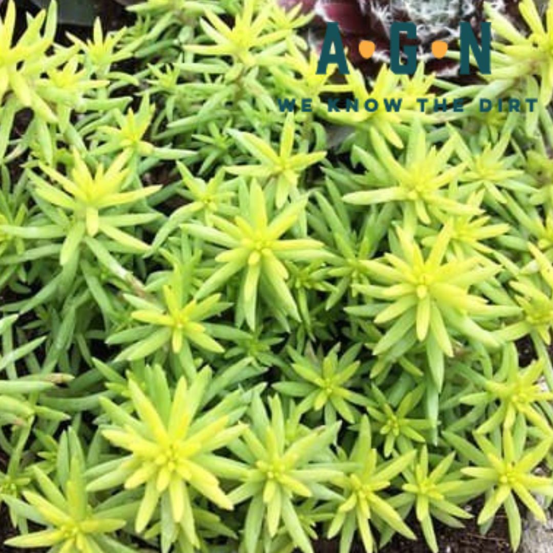 Angelina's Teacup Sedum