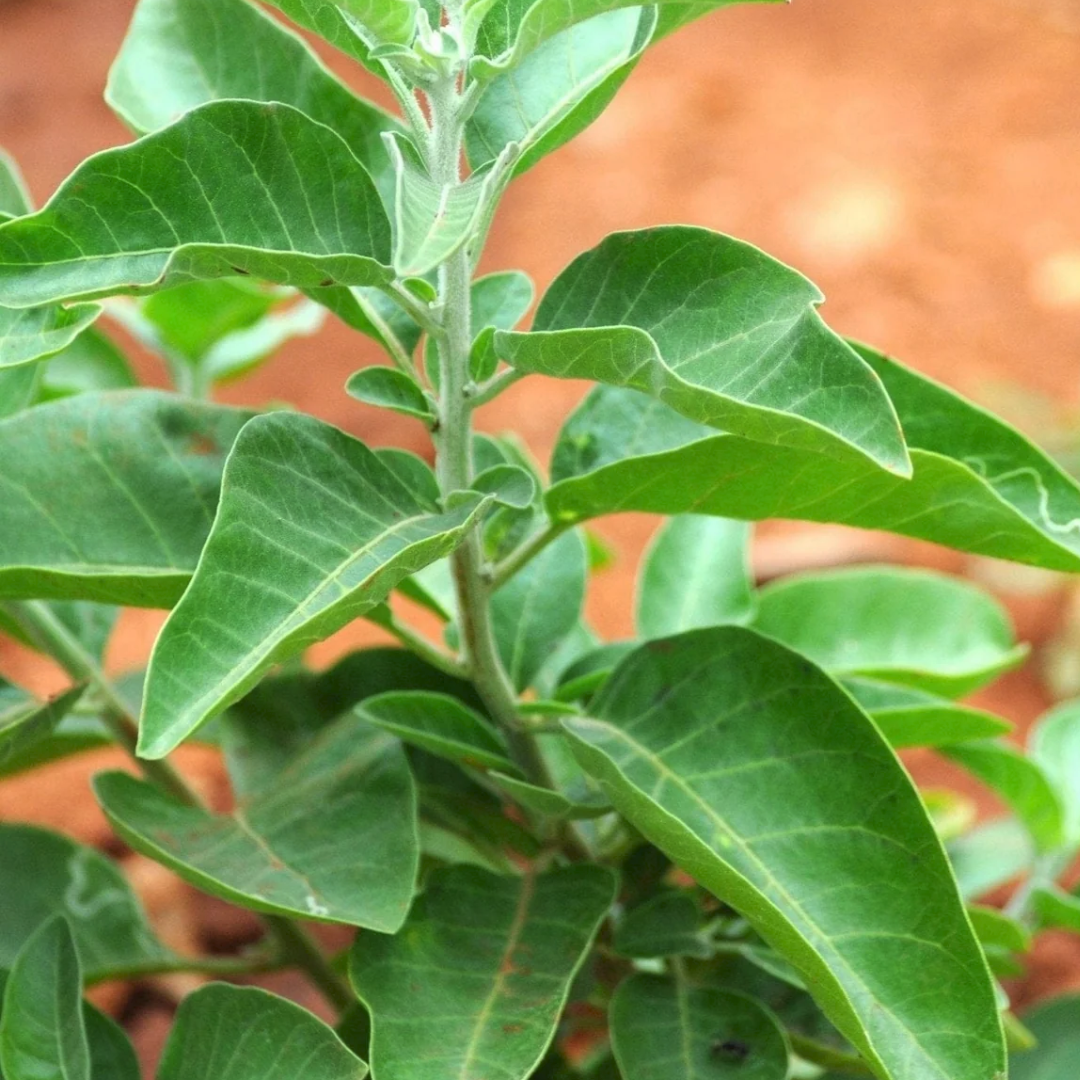 Verdic Ashwaganda Plant