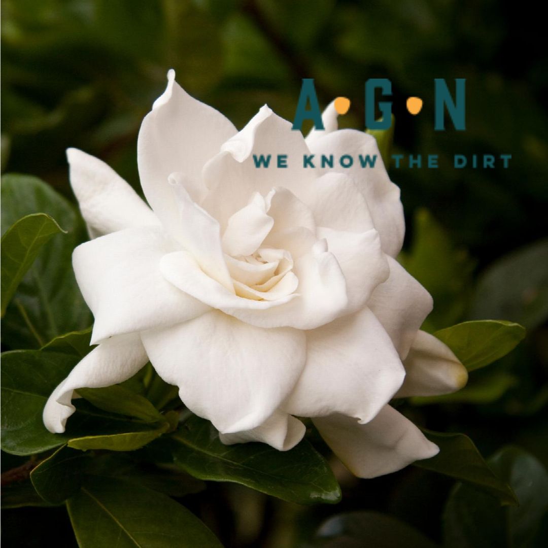 August Beauty Gardenia