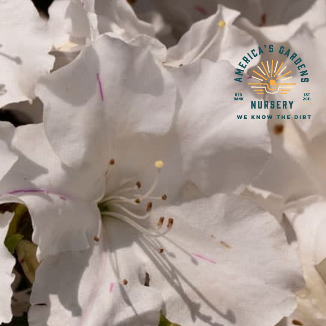 Autumn Lily Encore Azalea