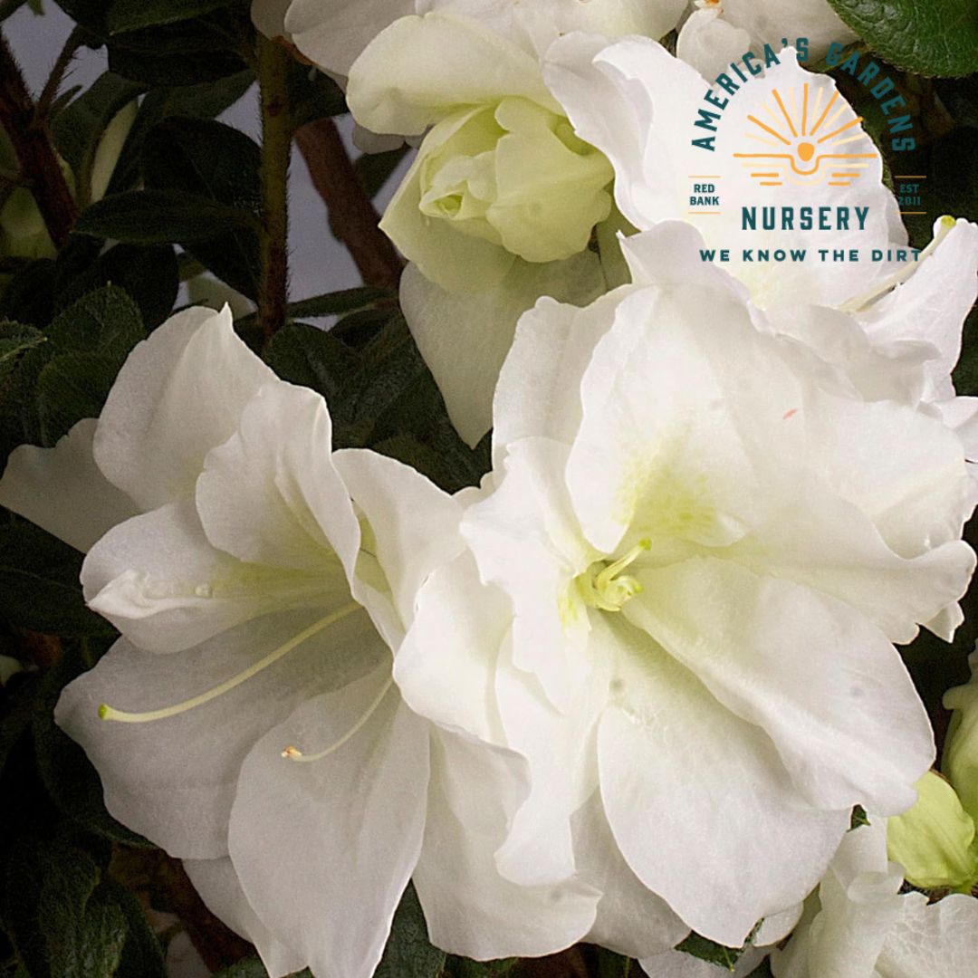 Autumn Moonlight Azalea