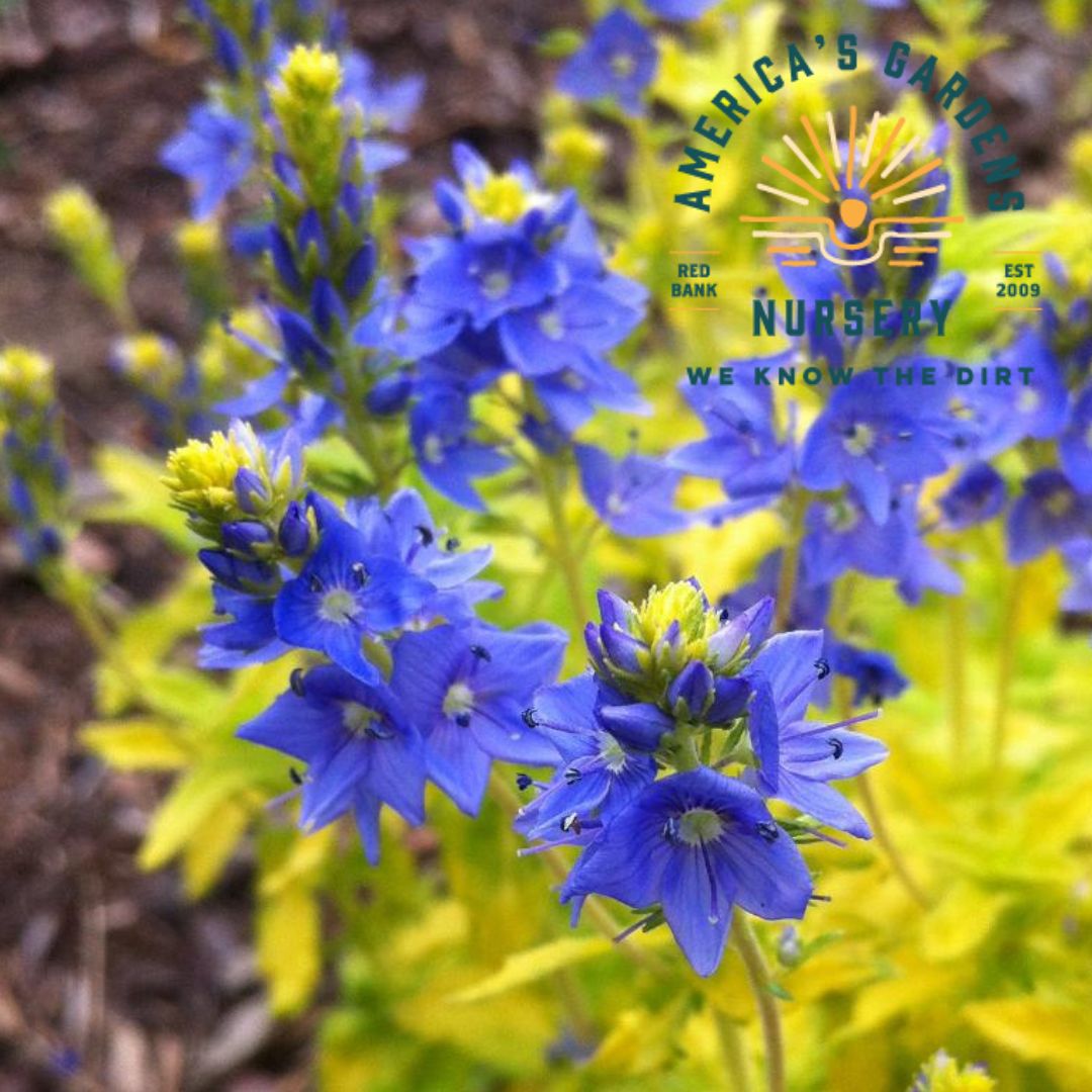 Aztec Gold Veronica Speedwell