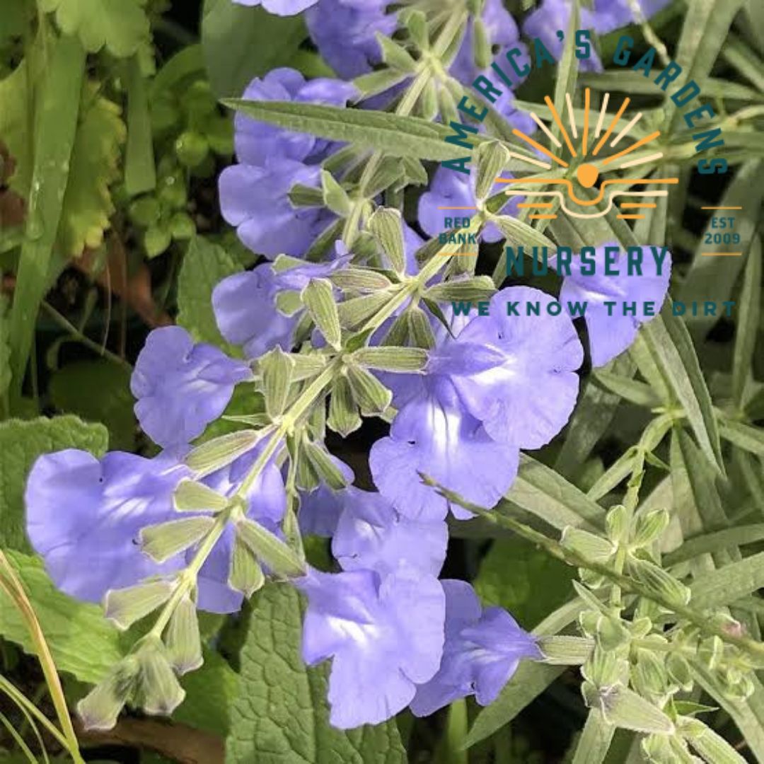 Azure Blue Sage