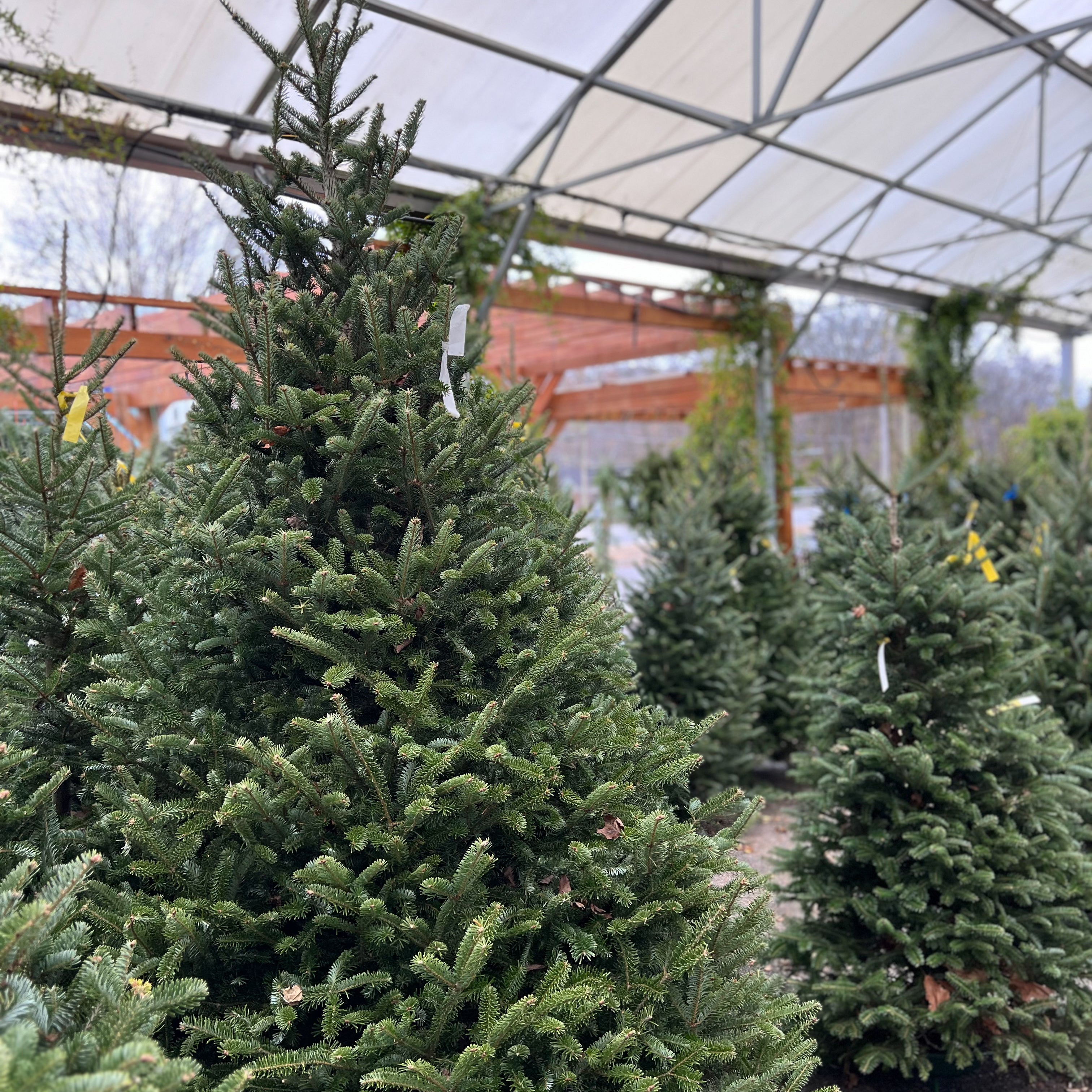 Christmas Trees