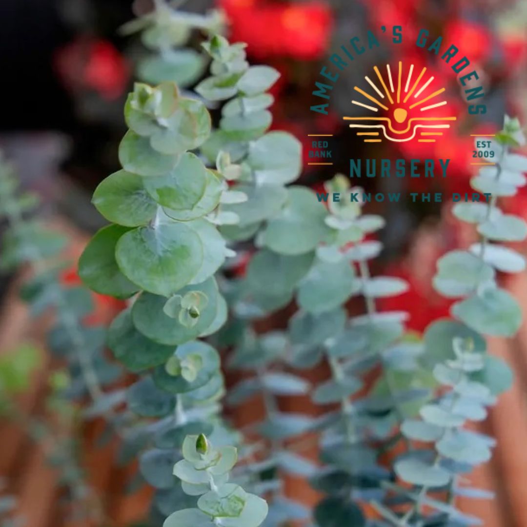Baby Blue Bouquet Eucalyptus