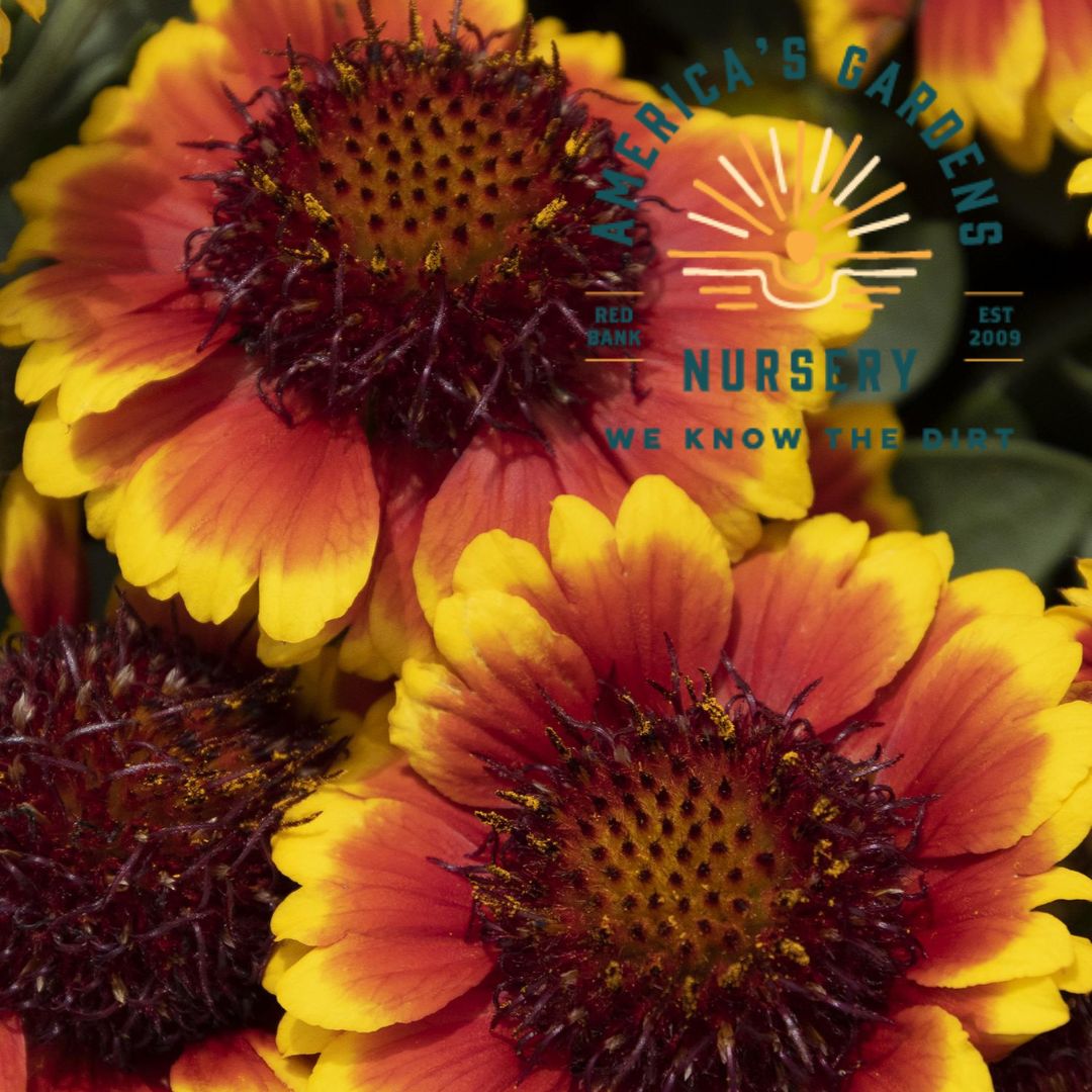 Barbican Yellow with Red Ring Blanket Flower