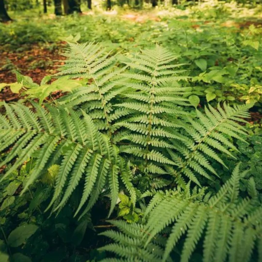 Beautiful Wood Fern