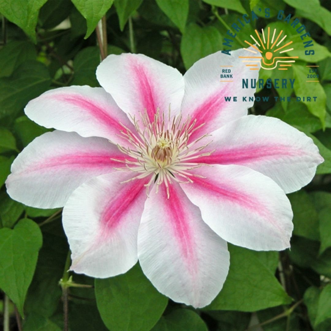 Clematis, Bee’s Jubilee