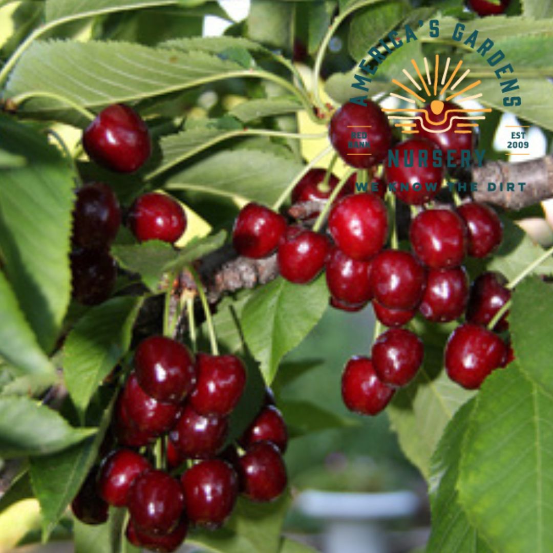 Bing Cherry Trees