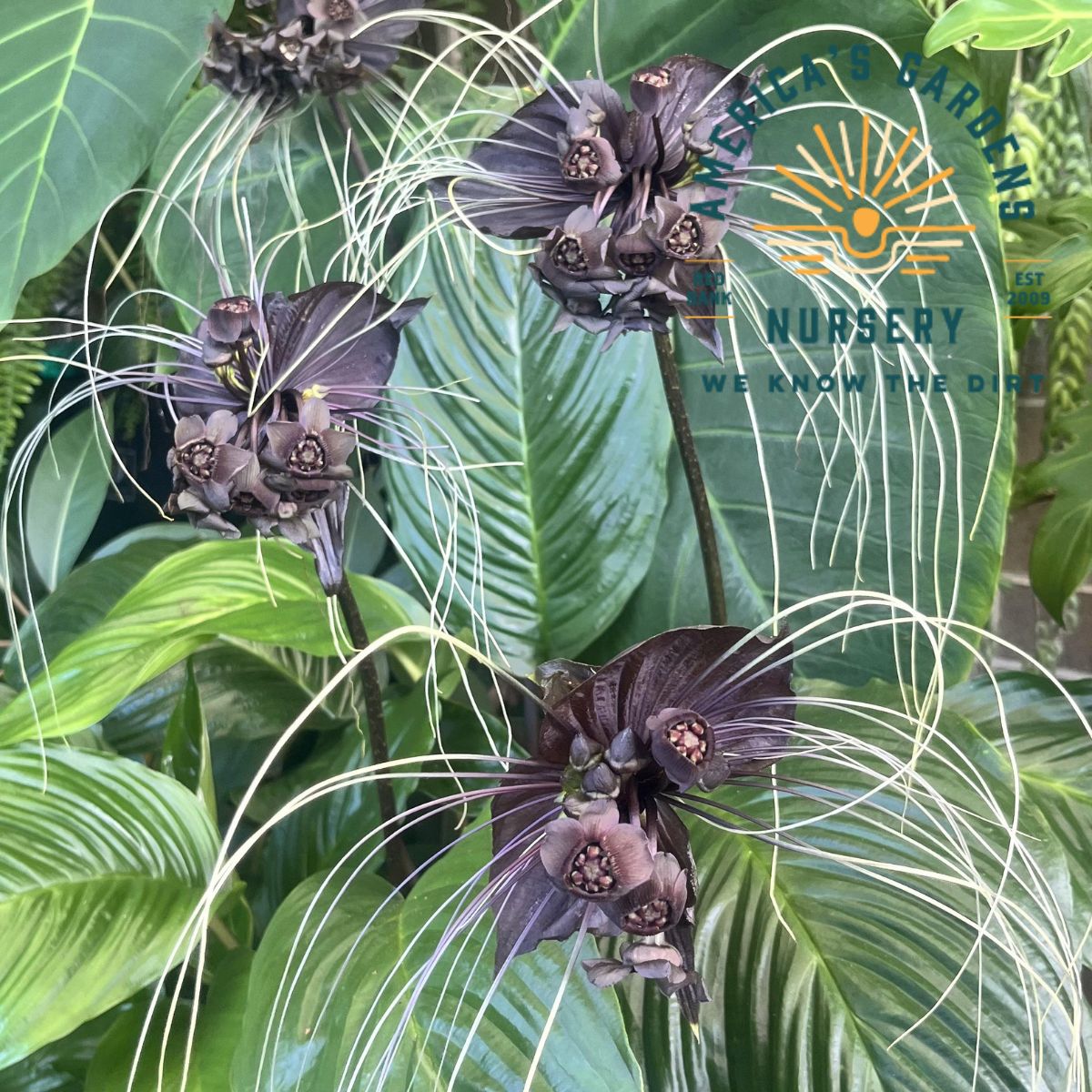 Black Bat Plant