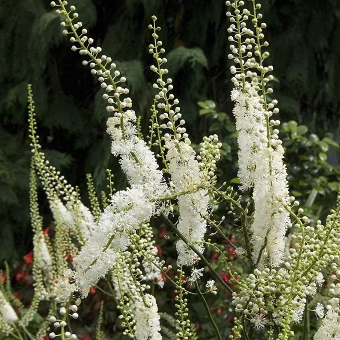Black Cohosh Plant