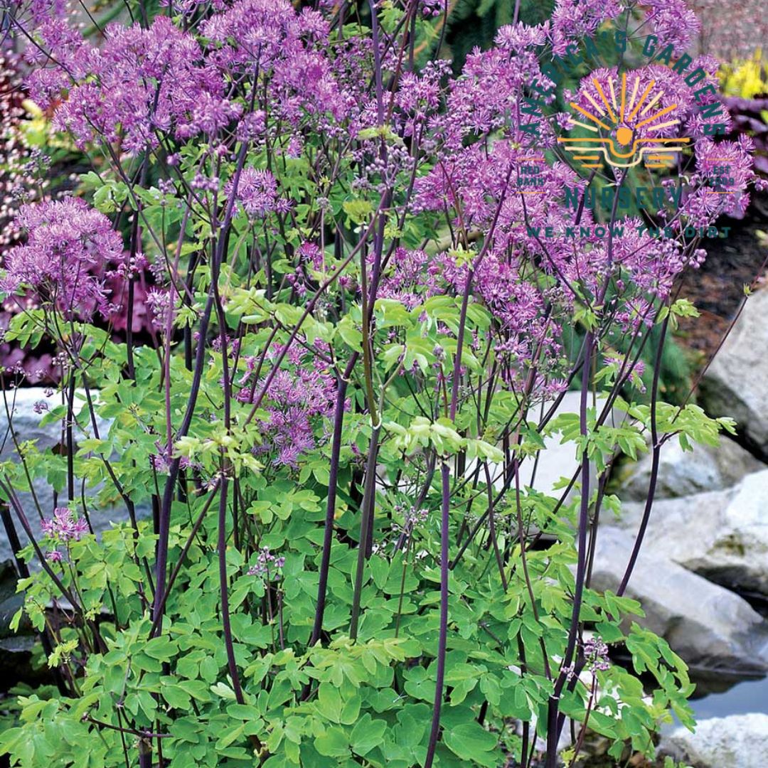 Black Stockings Meadow Rue