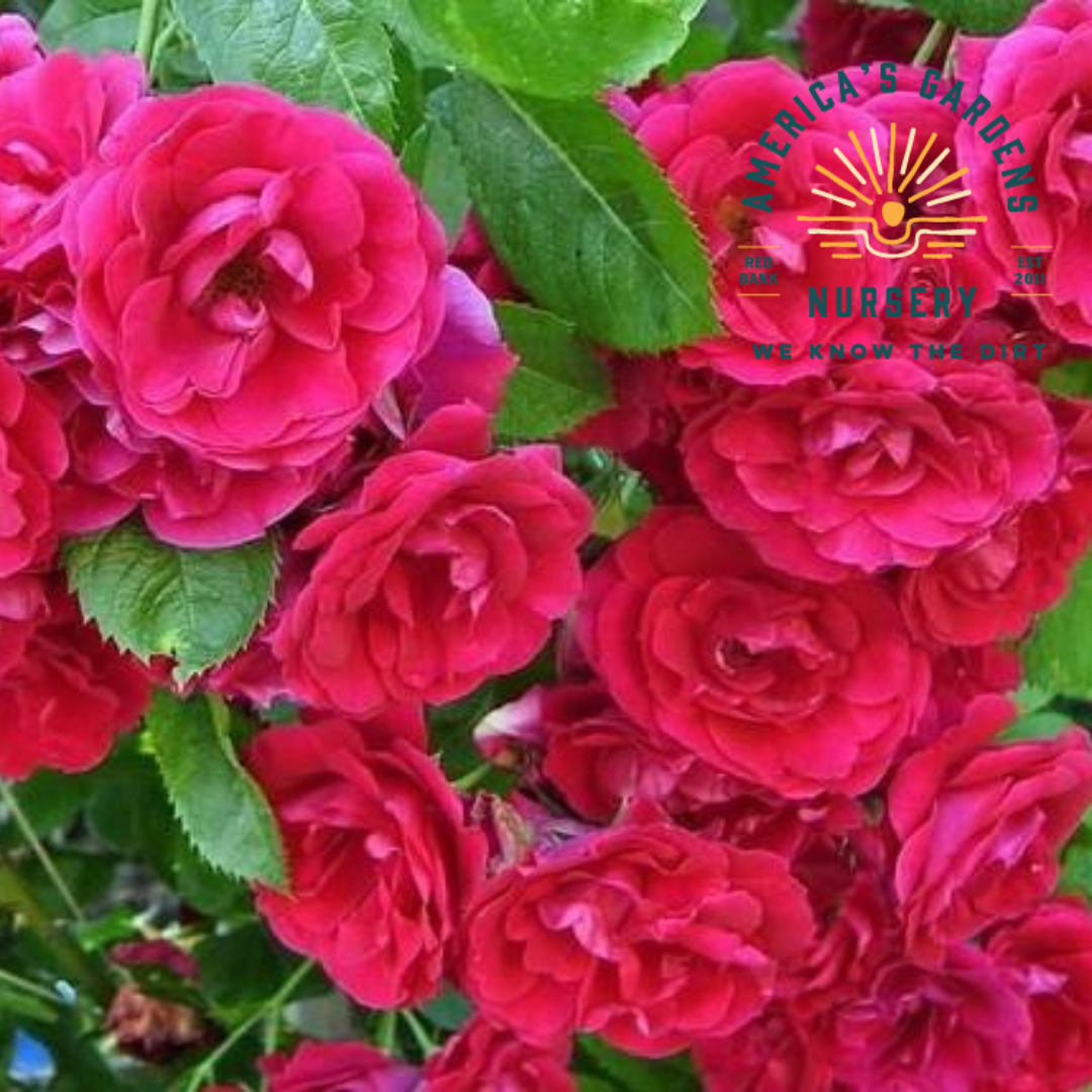 Blaze Climbing Rose Bush