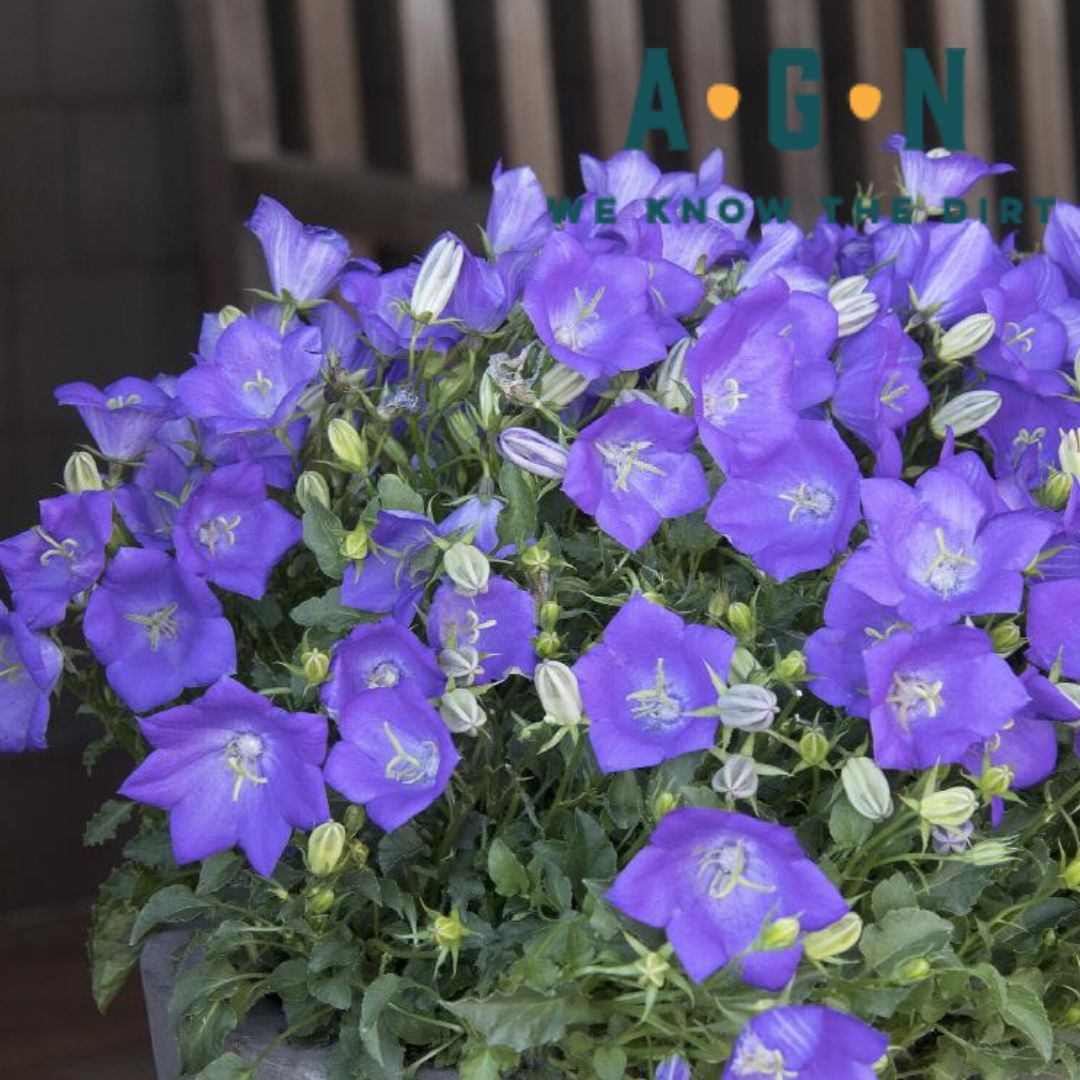 Blue Clips Double Campanula (Bellflower)