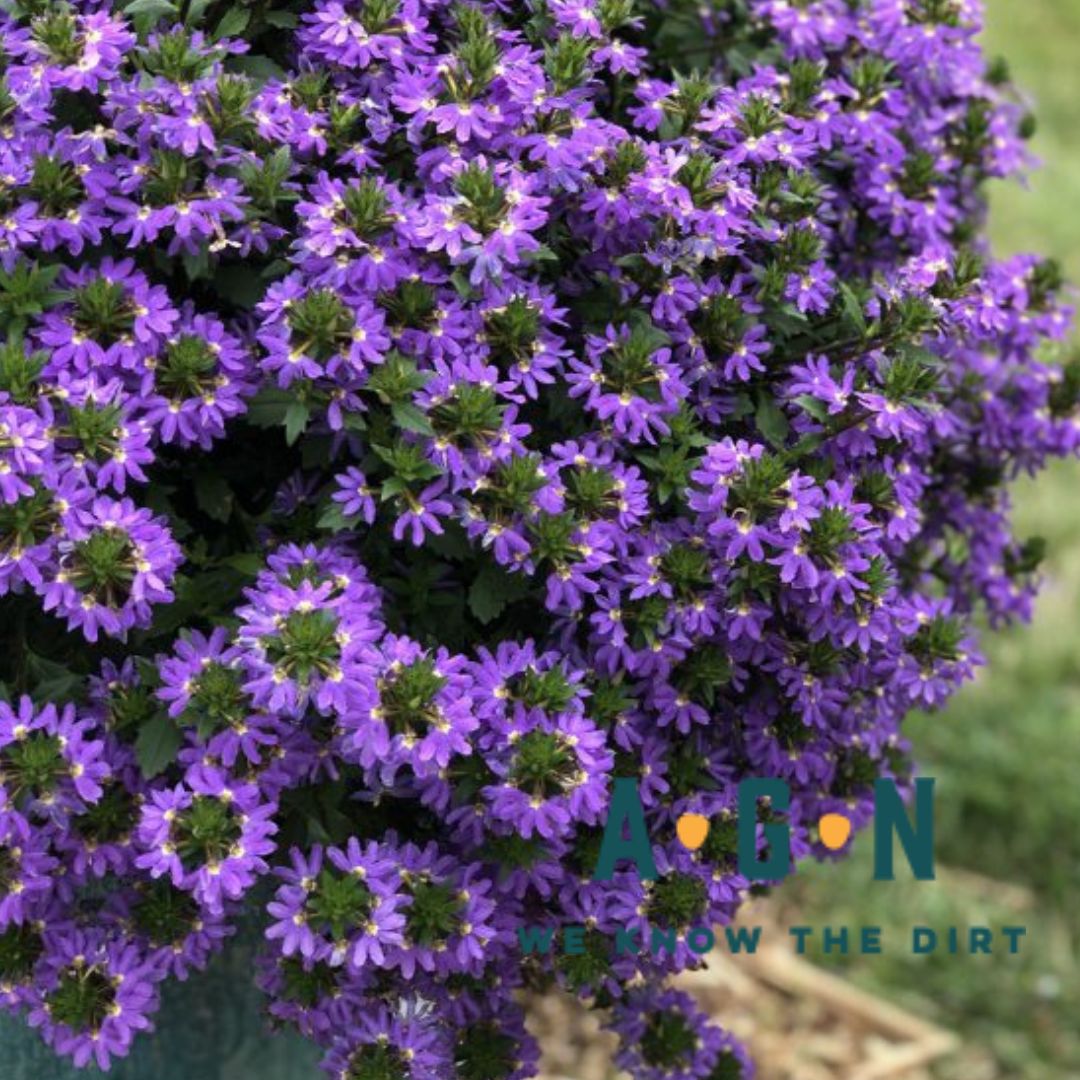 Annual Filled Hanging Baskets