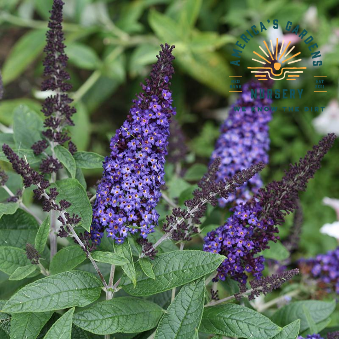 Blue Pugster Butterfly Bush
