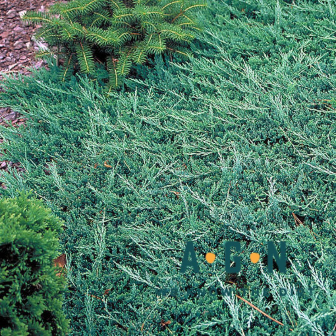 Blue Rug Juniper