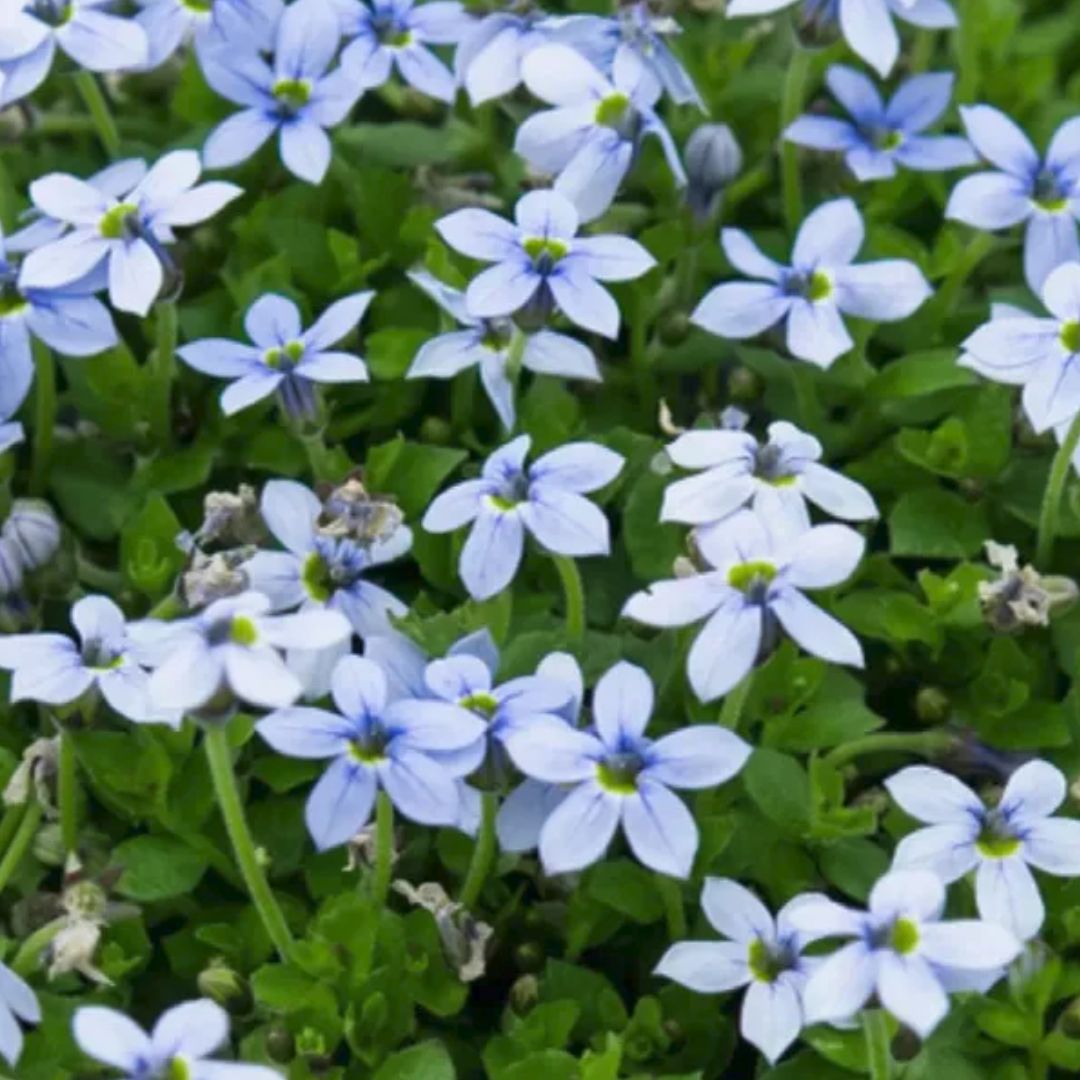 Blue Star Creeper