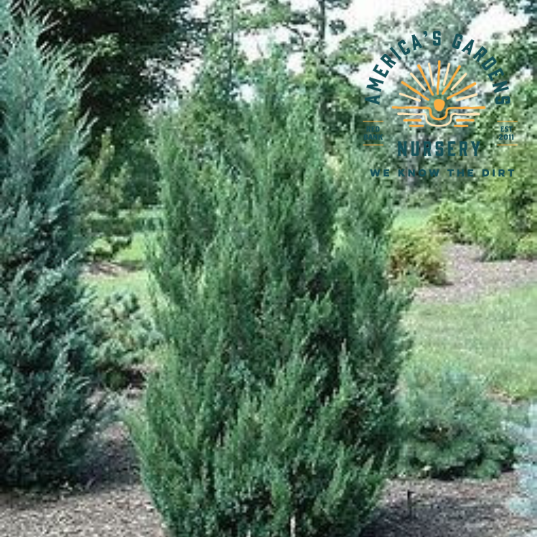 Blue Point Juniper
