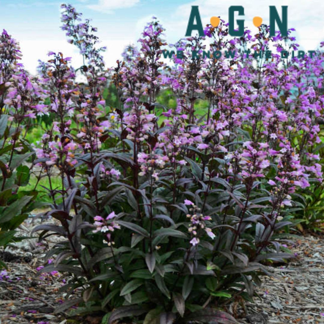 Blackbeard Penstomen