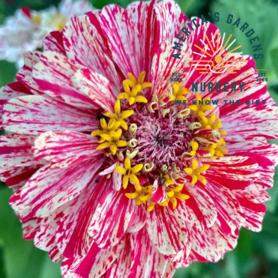 Bon Bon Mix Zinnias