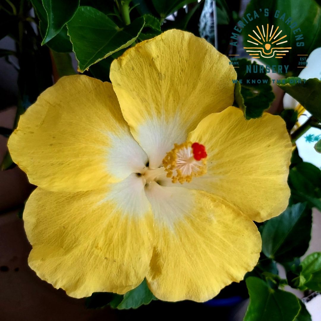Flowering Tropical Hibiscus Bush Assorted