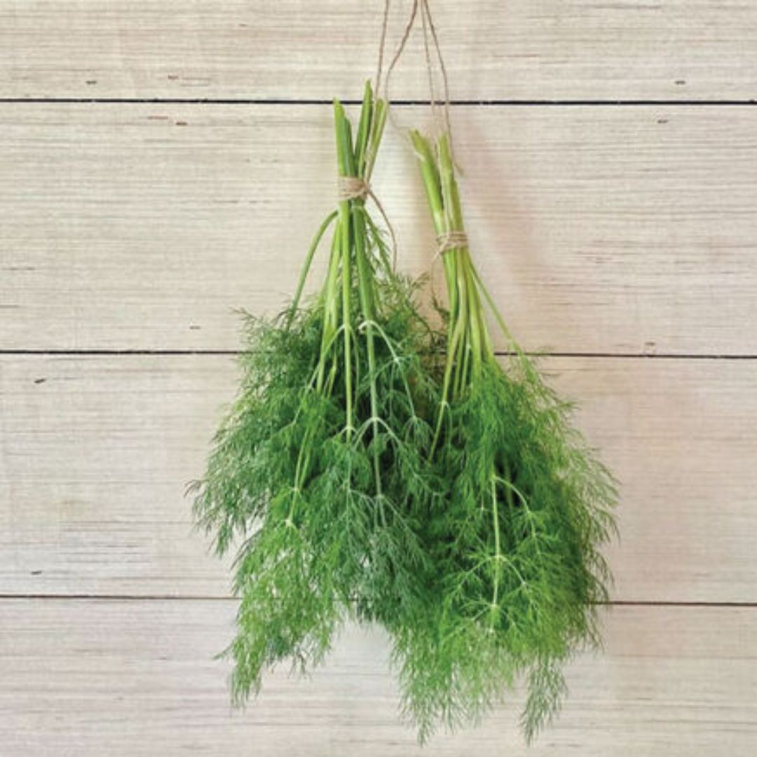 Bouquet Dill Plant