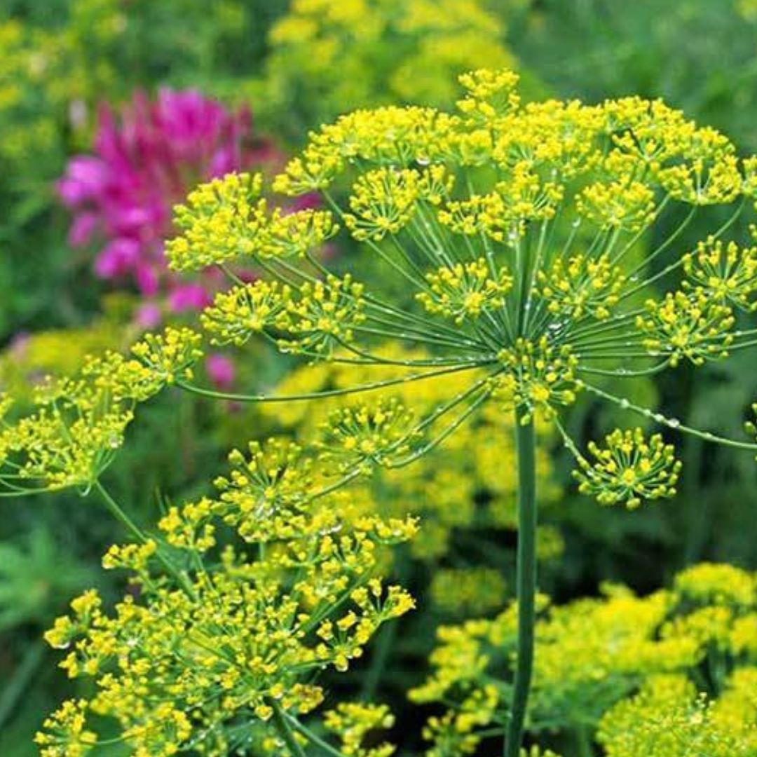 Bouquet Dill Plant
