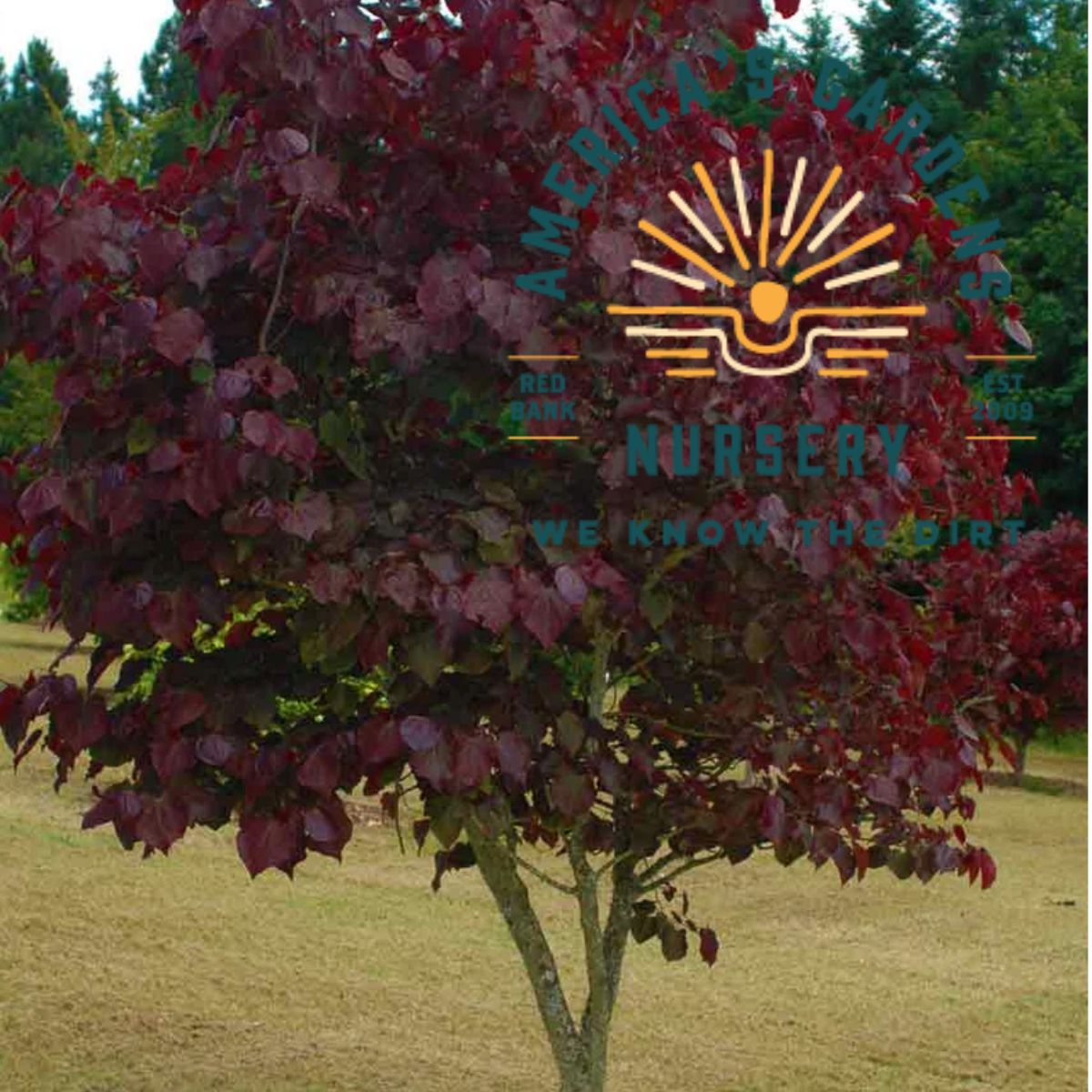 Burgundy Hearts Redbud Tree