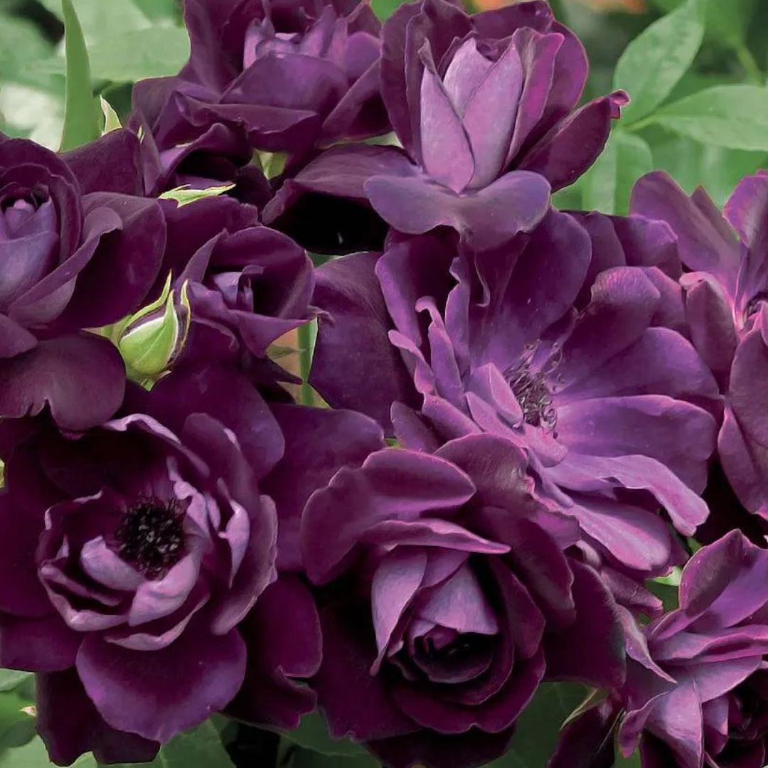 Burgundy Iceberg Floribunda Rose Bush