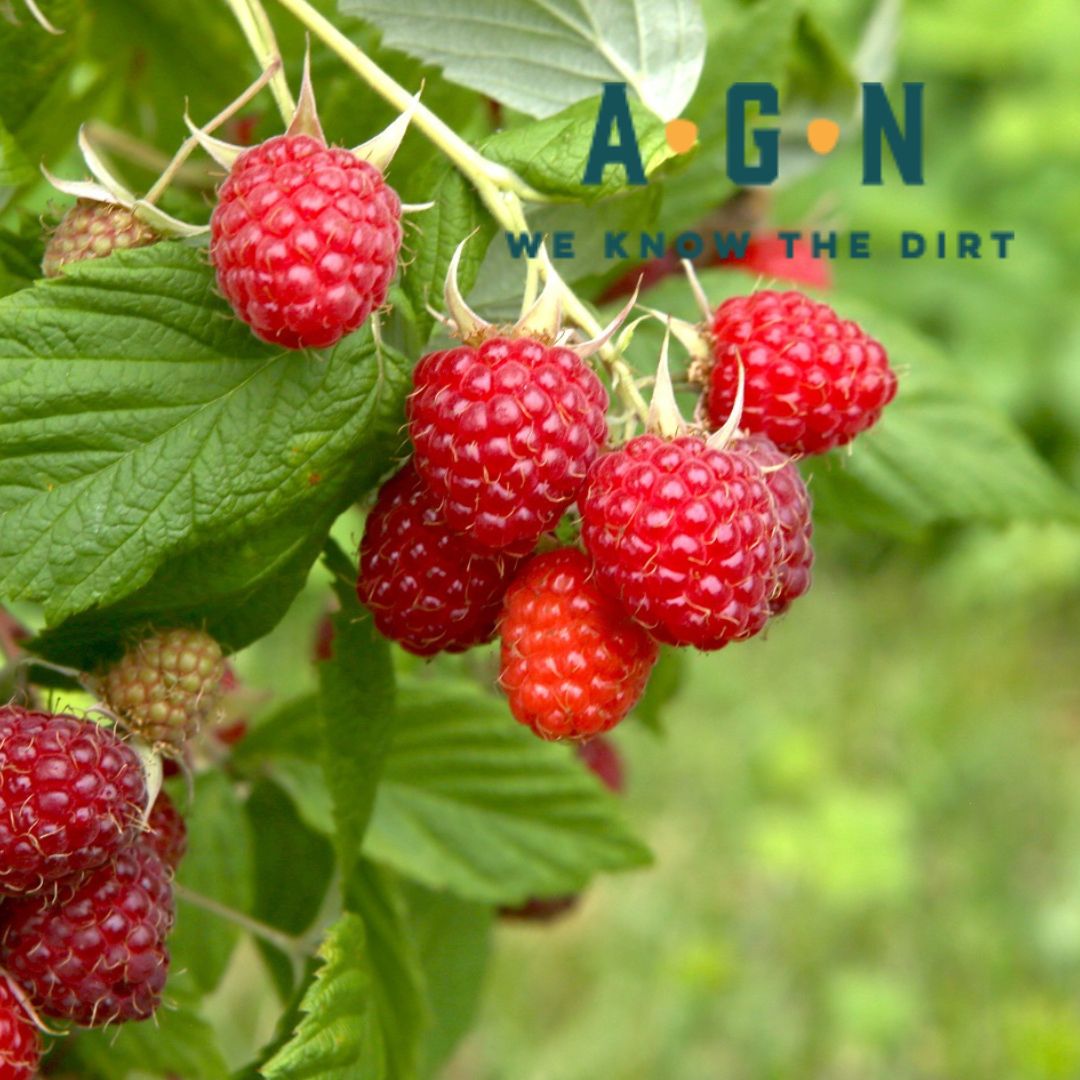 Caroline Red Raspberry